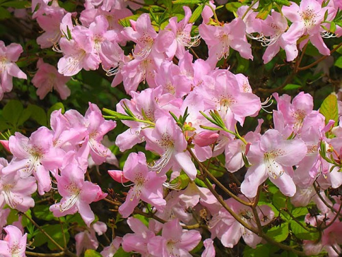   Rhododendron Schlippenbachii